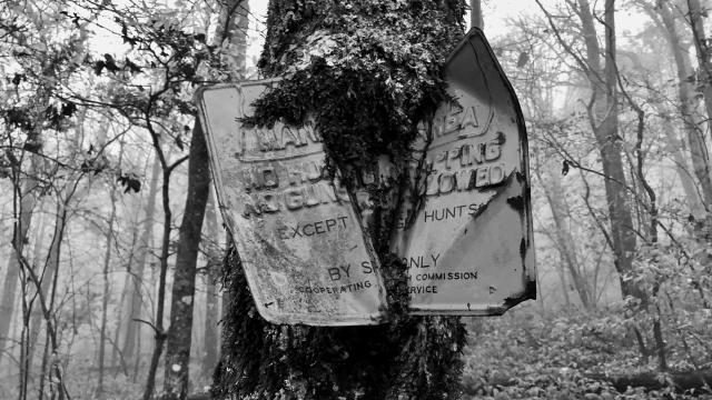 A tree swallows a metal sign
