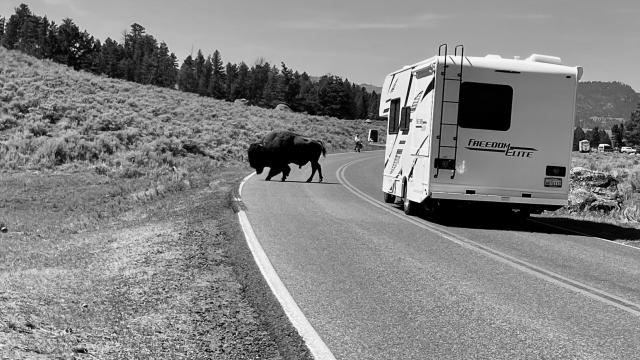 Bison crossing a road and stopping traffic in Yellowstone National Park