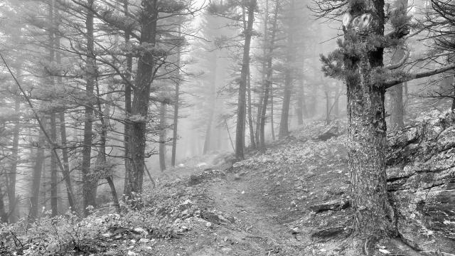 Fog covers a trail