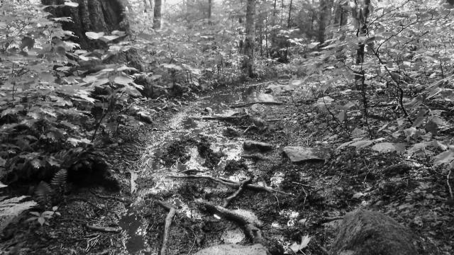 Mud and roots on the Long Trail and Appalachian Trail