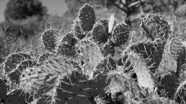 Prickly pear cactus
