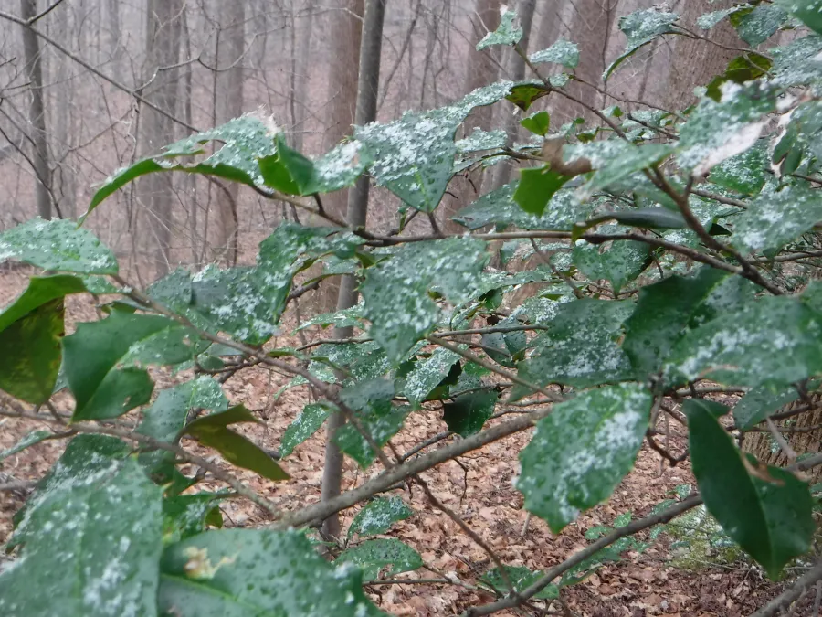 Snow on holly bush