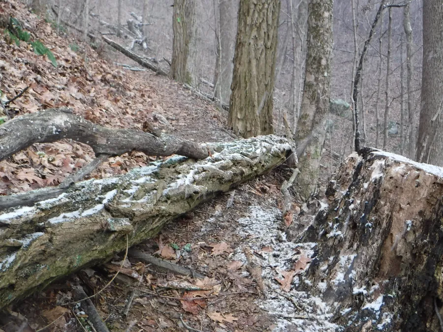 Chimney Top Trail