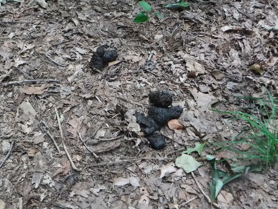 Bear scat