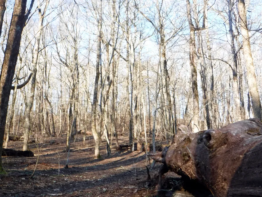 Beech Gap