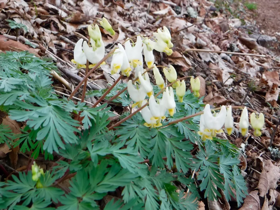 Dutchmen's Breeches