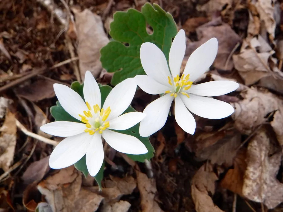 Bloodroot