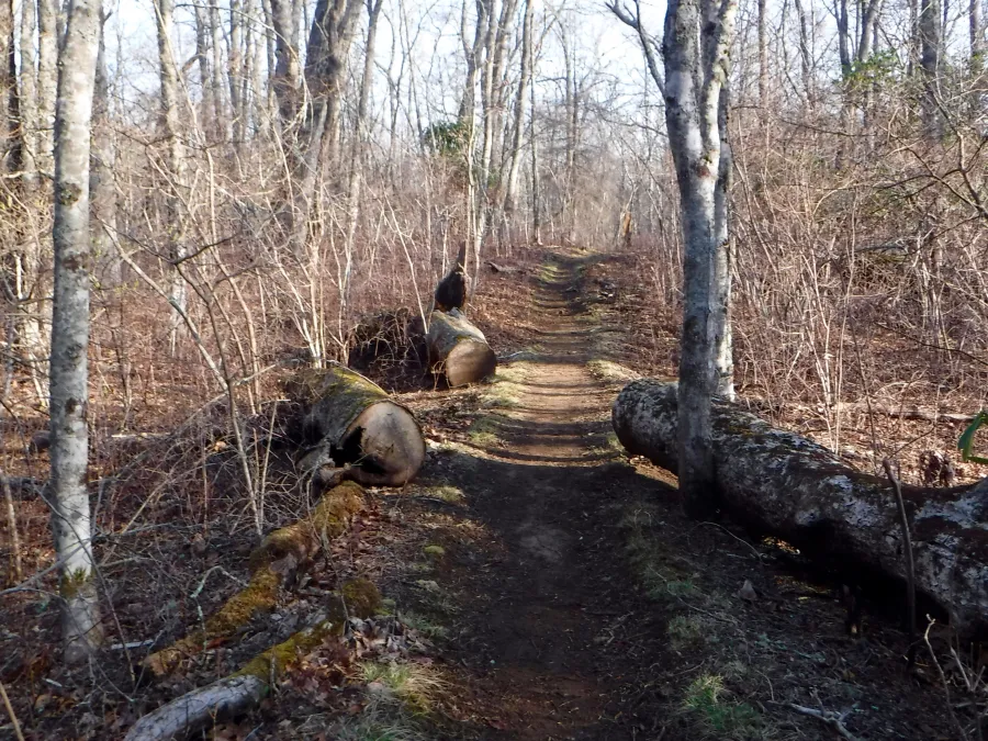 The trail leaving Wesser Shelter