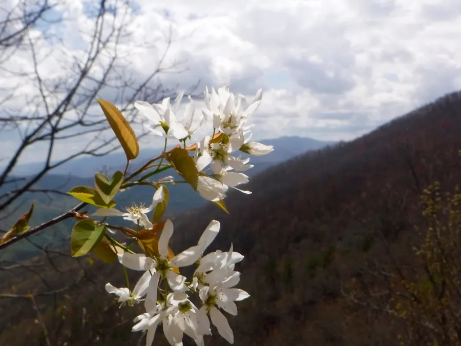 Flowering tree