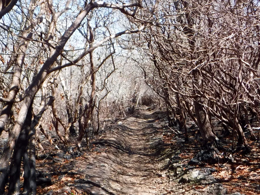 Brown tunnel