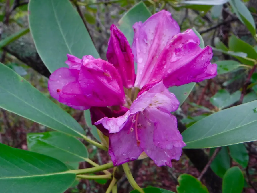 Rhododendron blossom