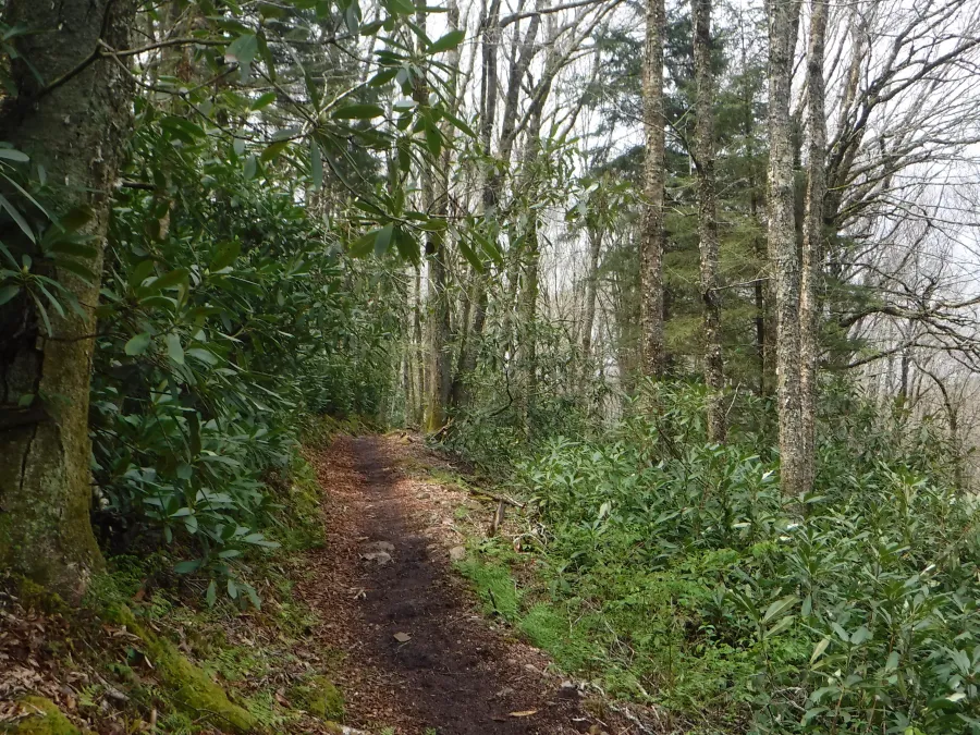 Descending Unaka Mountain
