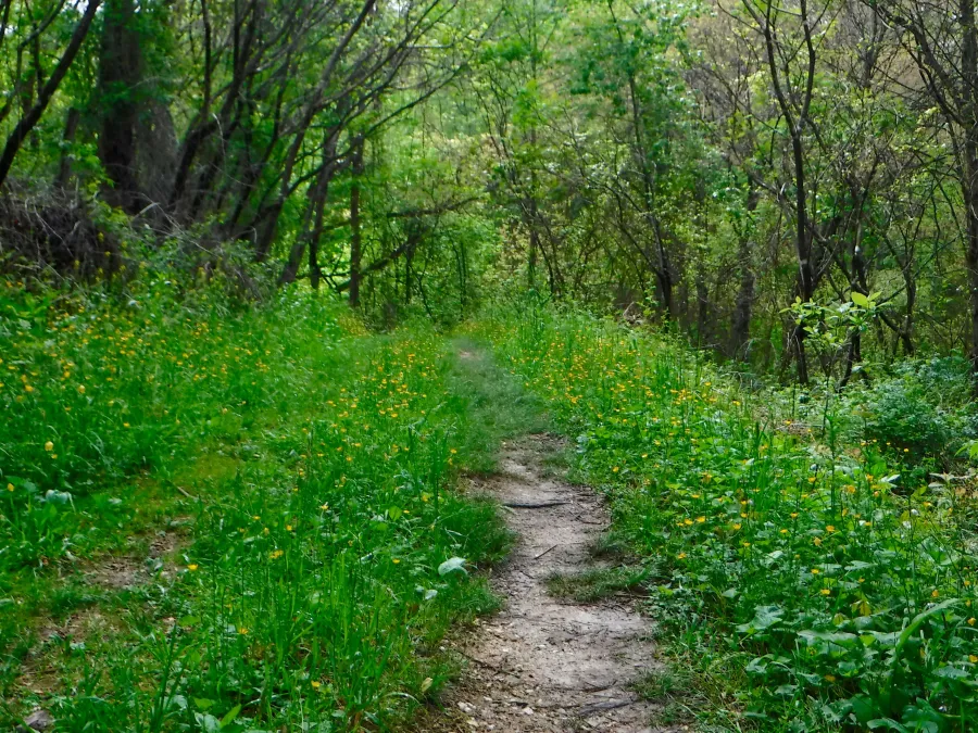Logging road