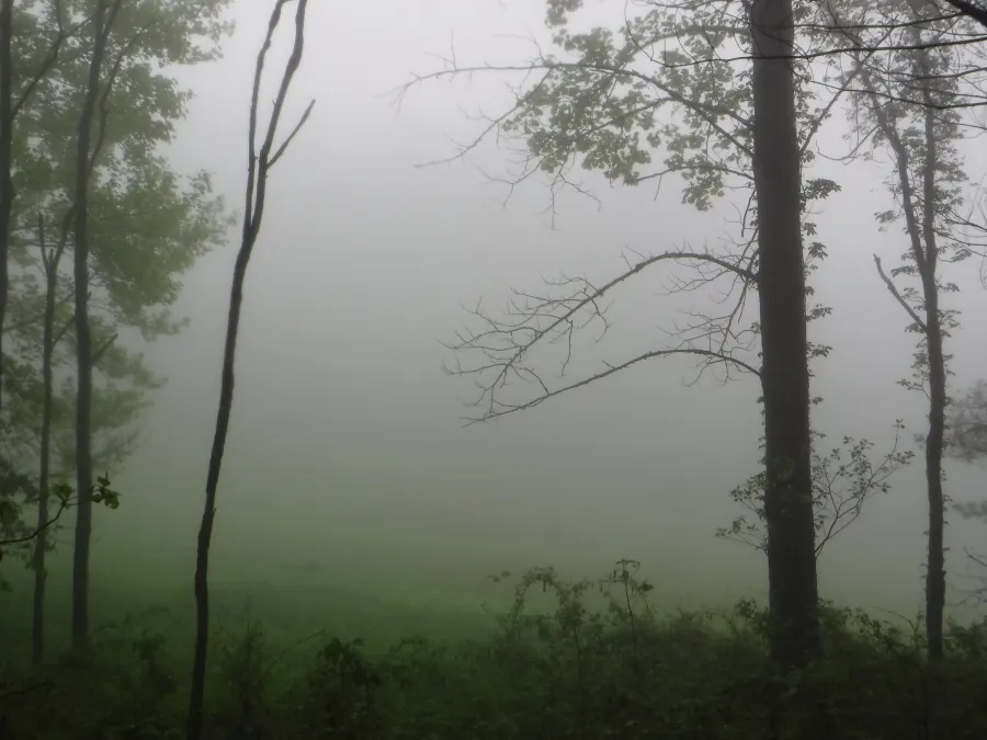 Thick fog near meadow