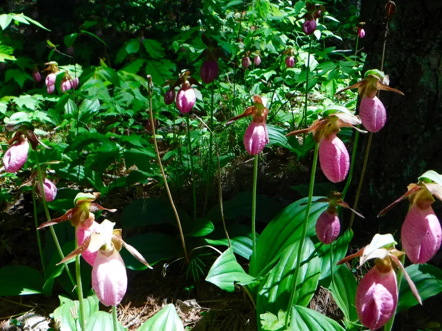 Pink Lady Slippers