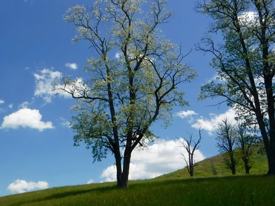 Meadow