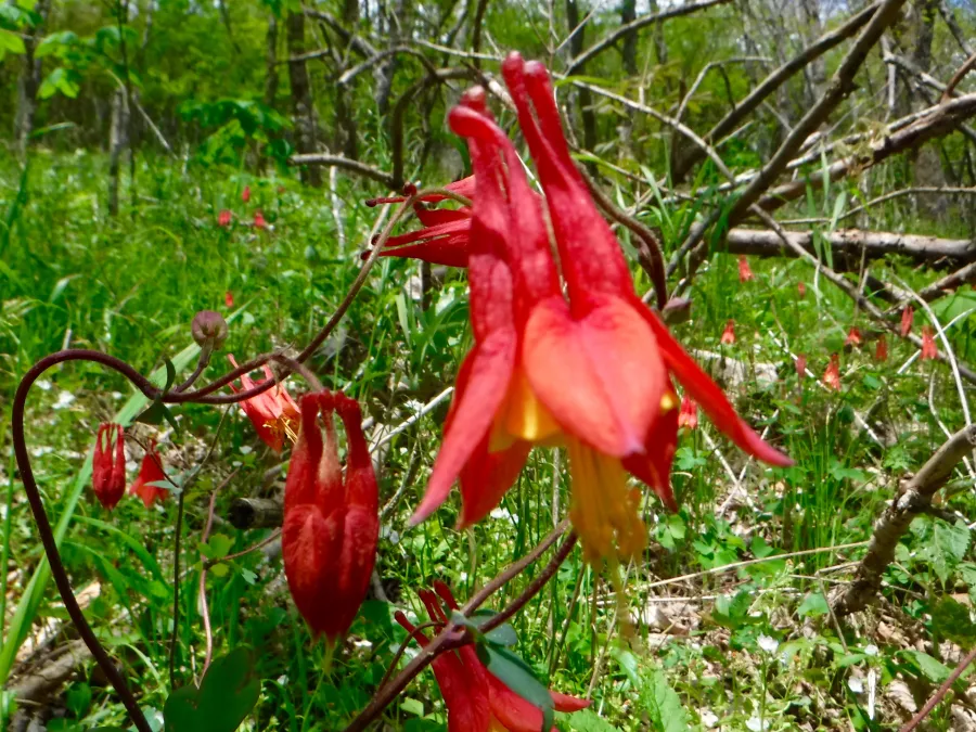 Columbine flowers
