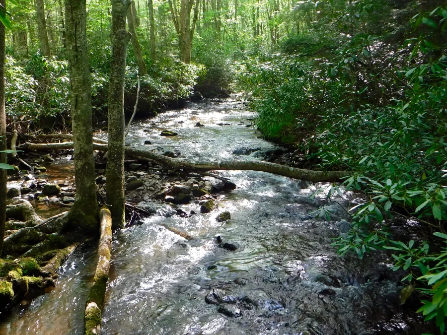 Fox Creek