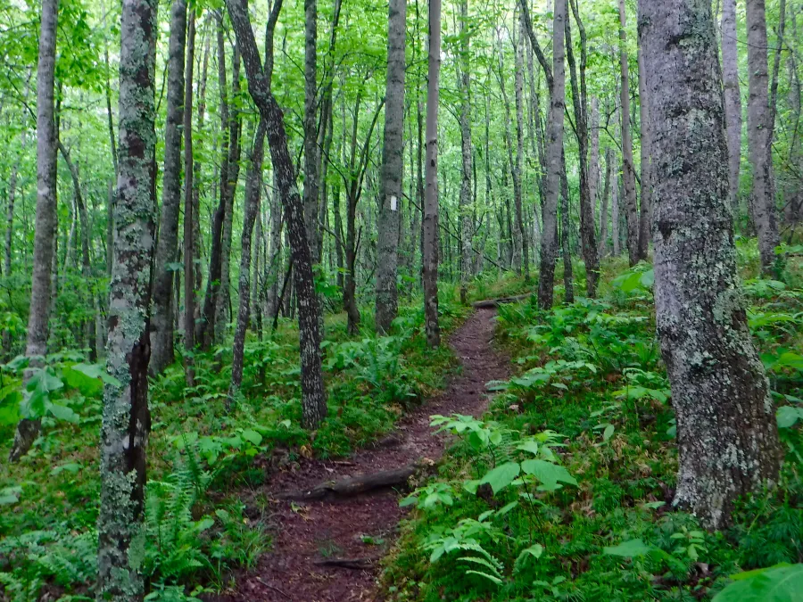 Re-enter the woods