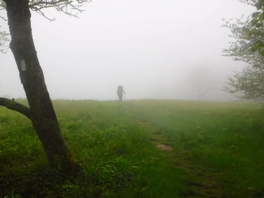 Foggy meadow