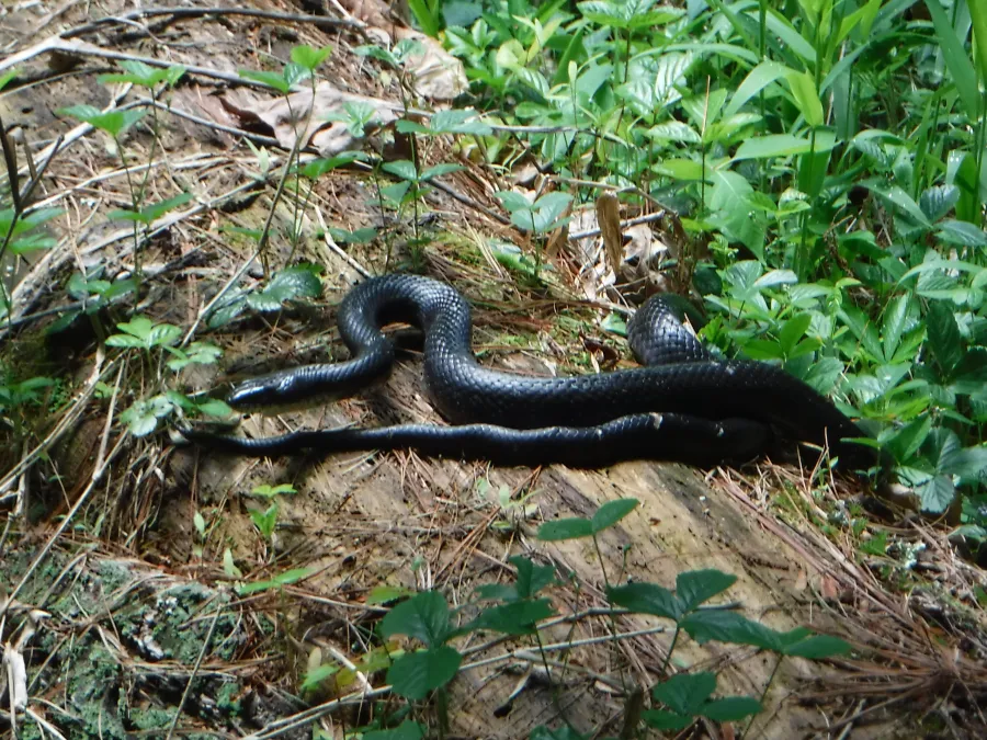 Black snake