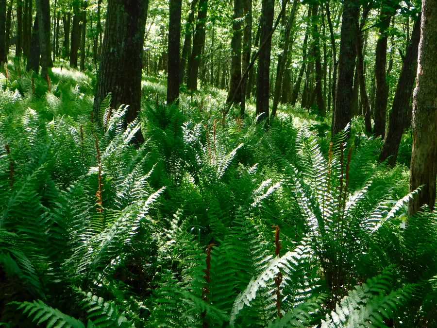 Cinnamon Ferns