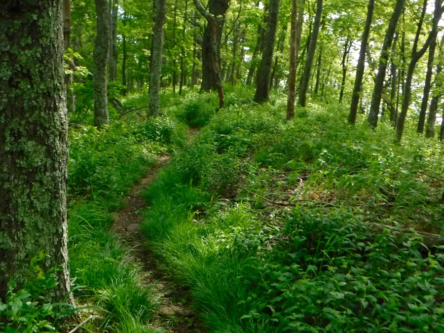 Going up the ridge