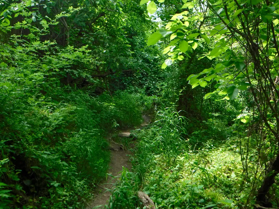 Overgrown trail