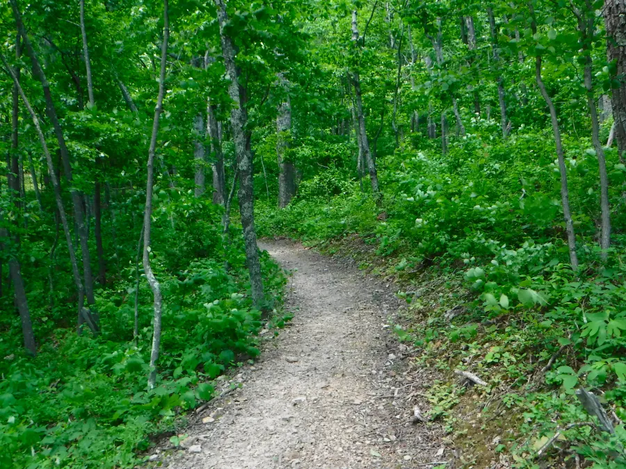 Wide, well-maintained trail