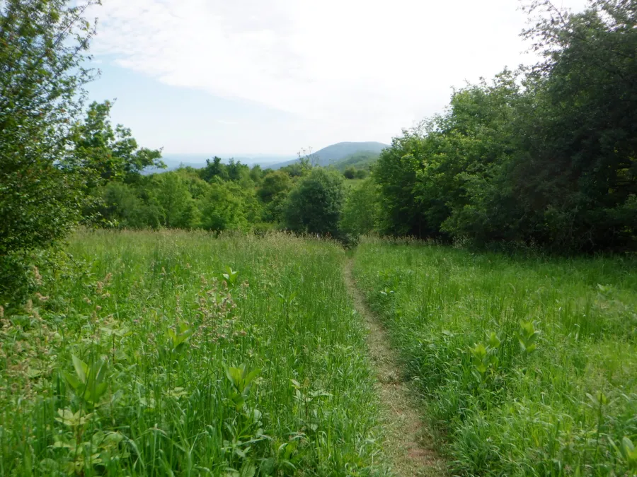 Grassy meadow on Peter's Mountain