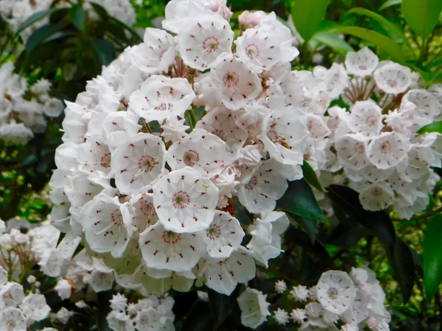 mountain laurel blossoms
