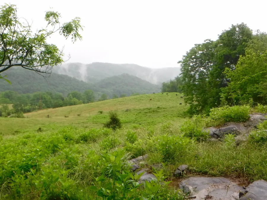Entering a meadow