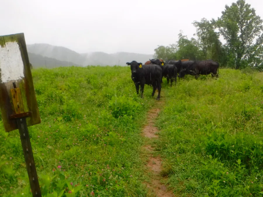 Cows blocking the trail
