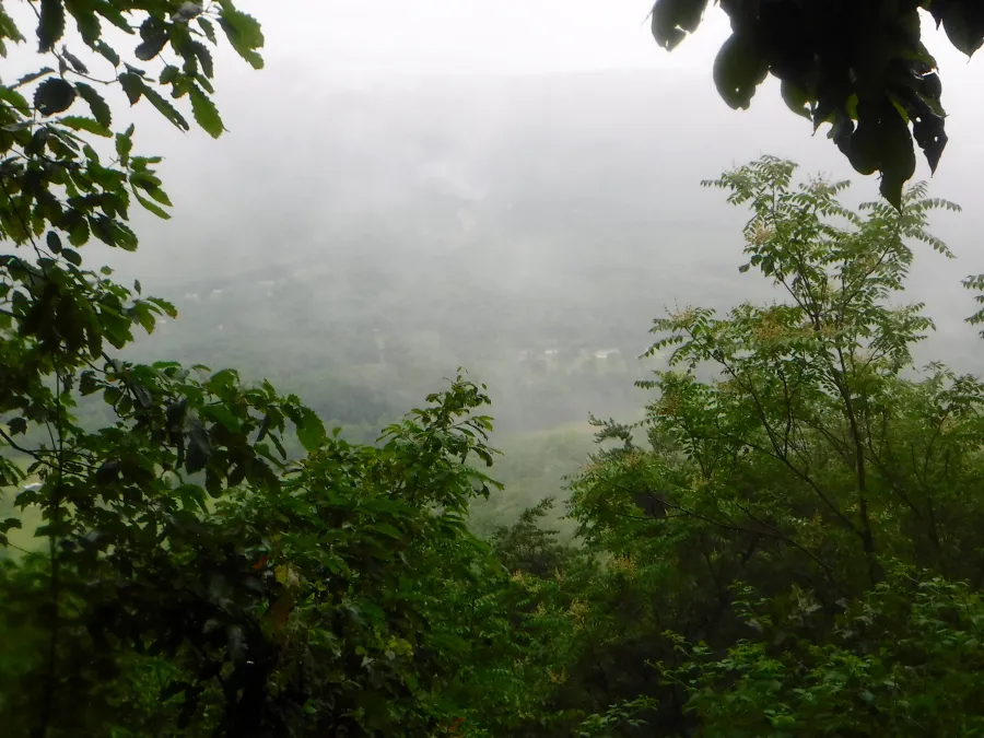 Rainy view