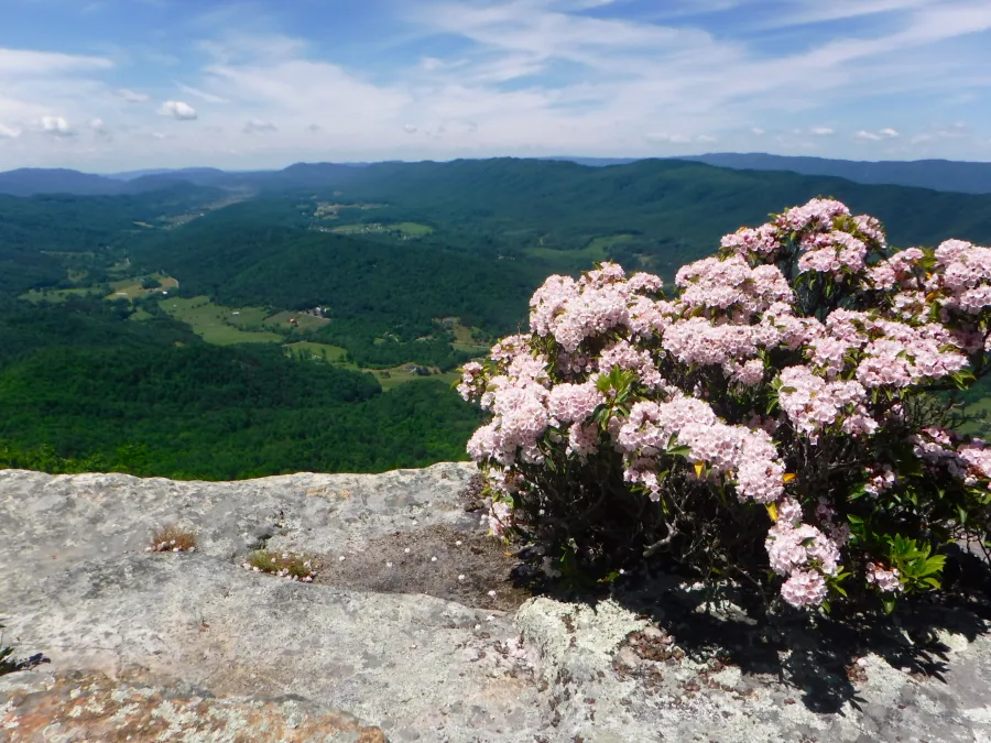 Mountain laurel at Tinker Cliffs
