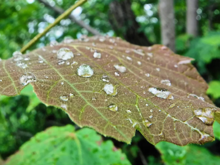 Wet leaf