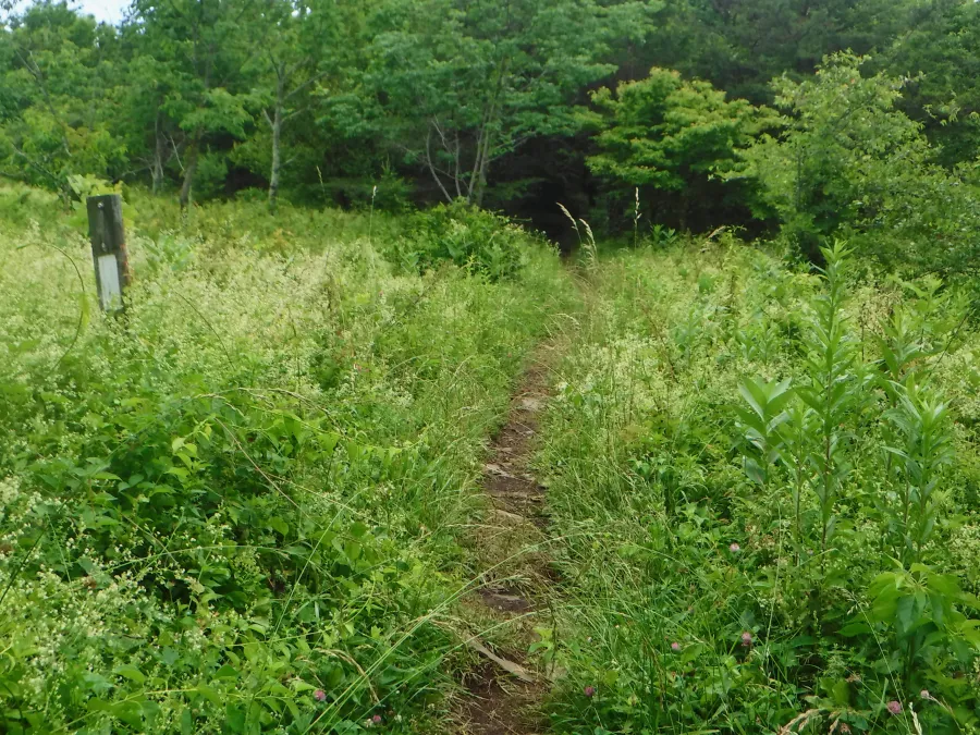 Thick grass