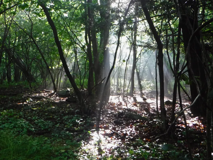 Sun filtering through the trees