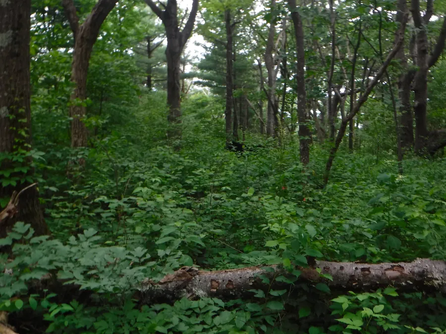 Bear near the trail