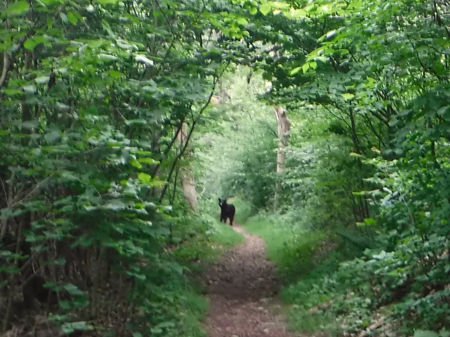 Bear on the Appalachian Trail in Shenandoah National Park