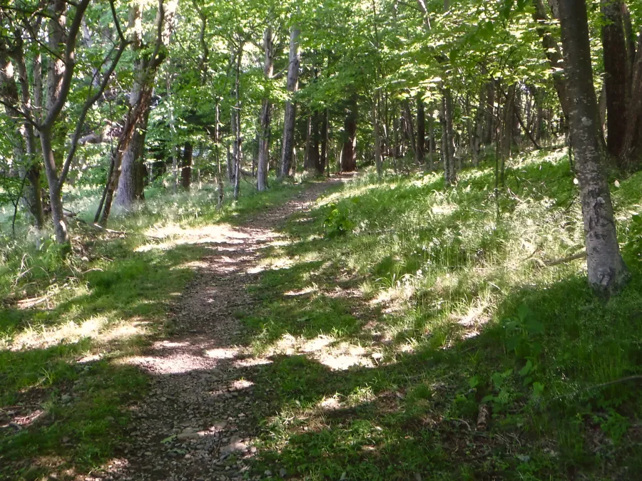 Trail near Skyland Resort