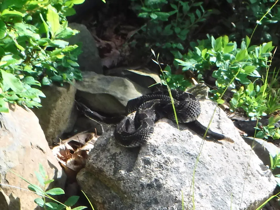 Rattlesnake