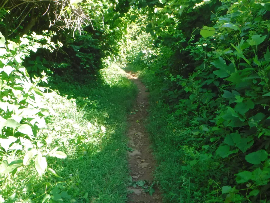 Thick shrubs and vines