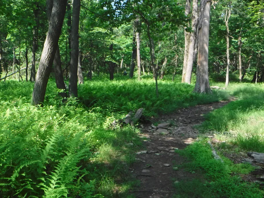 Fern trail
