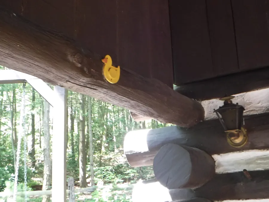 Duck mounted to inside of Quarry Gap Shelter