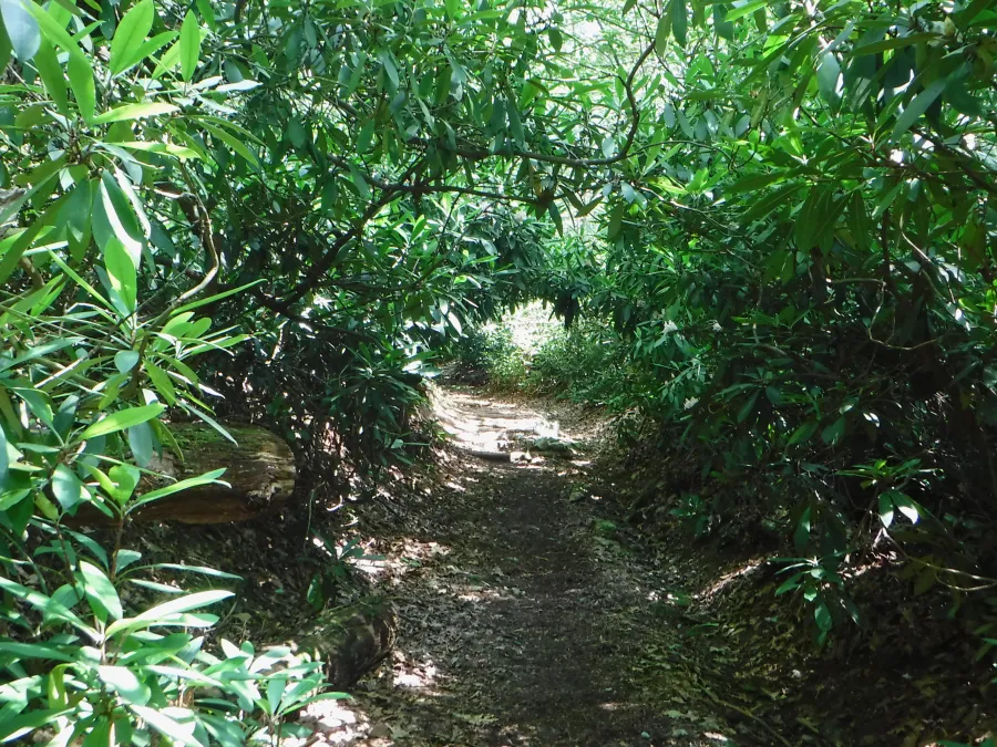 rhododendron