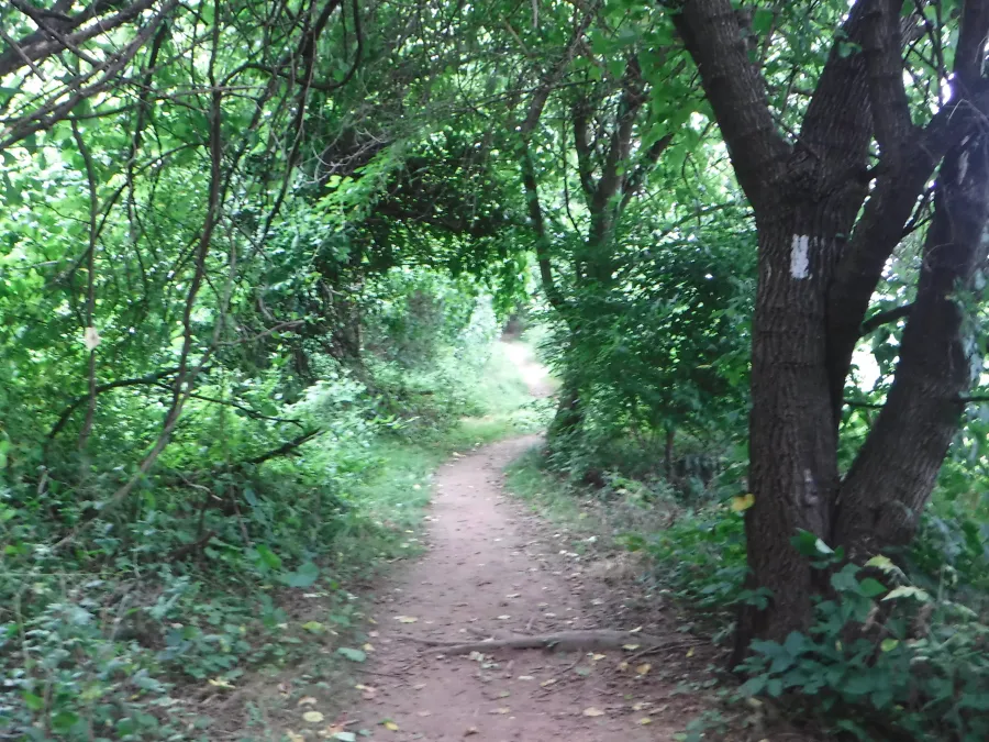Green tunnel