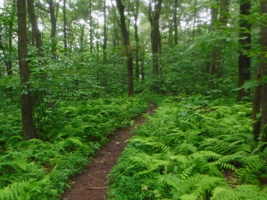 Ferns near Darlington Shelter