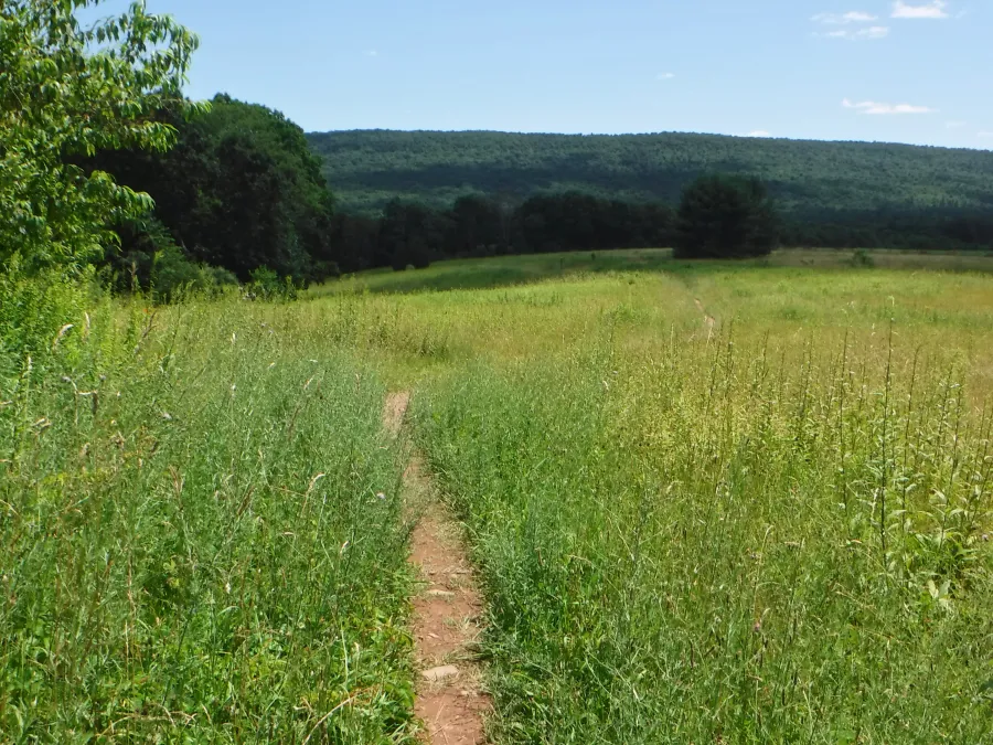 Wide meadow