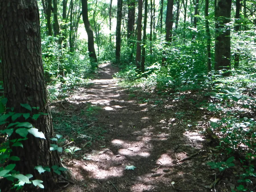 Dappled trail